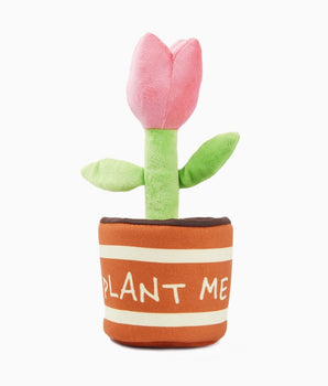 Tulpen