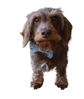 Walkie Set "Petit Woof"
