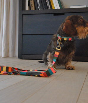 Mr & Mrs Smith Collar