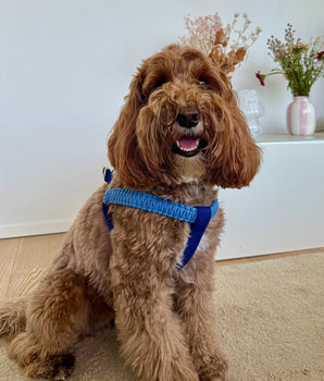 Asti Harness