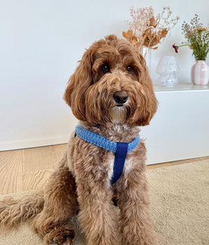 Asti Harness