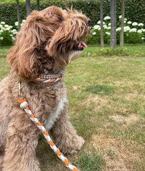 Lucca Collar