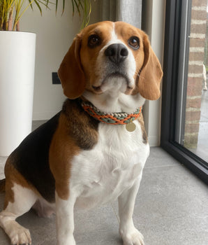 Col Été "Pipa" (M)